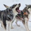 Huskies groepsreis Zweden